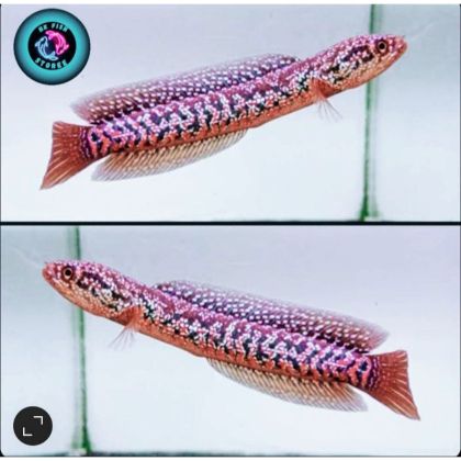 Channa asiatica Red Spot Super Form (Superfoam) – Червенопетнист азиатски змееглав / 8-10 см