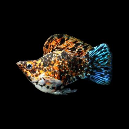Balloon Calico Molly – Калико Балон Молинезия / 3 см