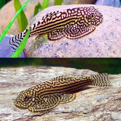 SEWELLIA LINEOLATA – Reticulated Hillstream Loach – Ретикулирана севелия / 3-3,5 см