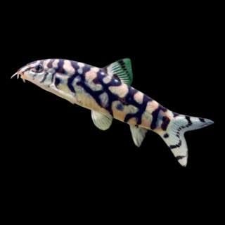 BOTIA LOHACHATA – Yoyo Loach – Боция Лоьачата / 4-5 см
