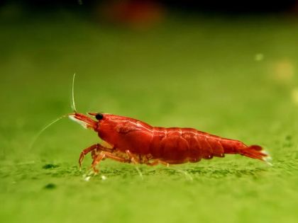 BLOODY MARY SHRIMP – Кървавочервена неокаридина (Neocaridina davidi)