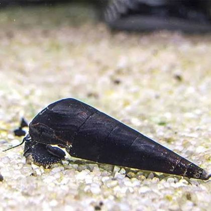 DEVIL FAUNUS SNAIL – Дяволски шиповиден охлюв (Faunus ater) / 4-5 см
