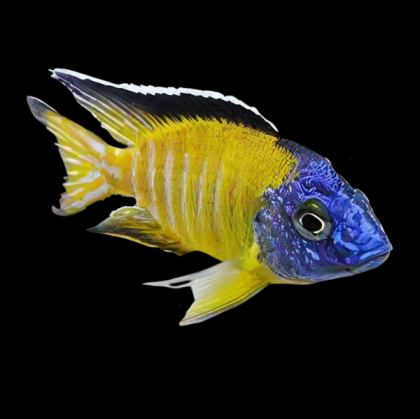 AULONOCARA PEACOCK (YELLOW) – Жълта малавийска Аулонокара / 7-8 см