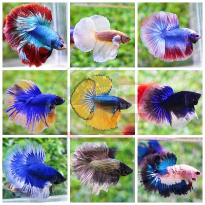 HALFMOON BETTA – Бета Halfmoon (Betta splendens) 5-6-7 см