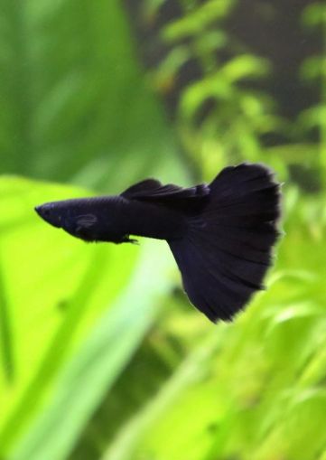 Black Moscow Guppy – Черна Московска Гупа (чигтове)/ 3см
