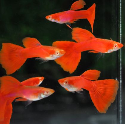 Super Red Guppy – Супер Червена Гупа / 3 см