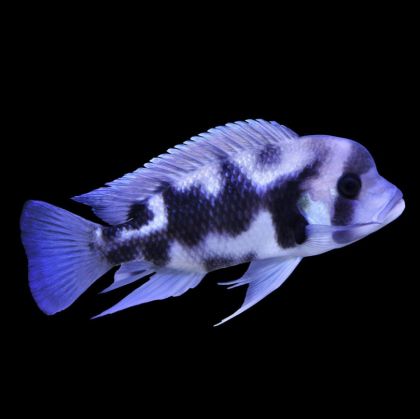 BLACK WIDOW FRONTOSA – ЧЕРНА ВДОВИЦА ФРОНТОЗА (Cyphotilapia frontosa) / 3-4 см