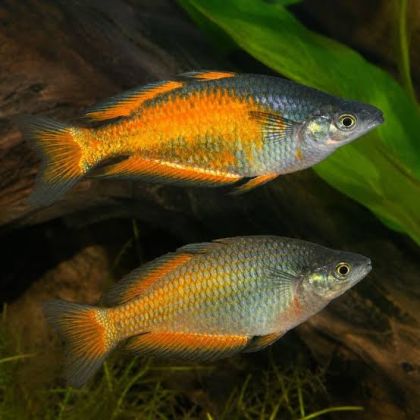 MELANOTAENIA PARKINSONI – Меланотения Паркинсони / 4-5 см
