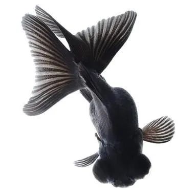 CARASSIUS AURATUS BLACK MOOR FANTAIL – ЧЕРЕН ТЕЛЕСКОП С ВЕТРИЛООБРАЗНА ОПАШКА / 6-7 см