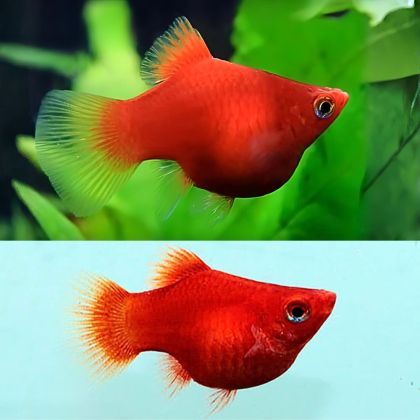 XIPHOPHORUS MACULATUS RED CORAL – ЧЕРВЕНА КОРАЛОВА ПЛАТИ / 3 см