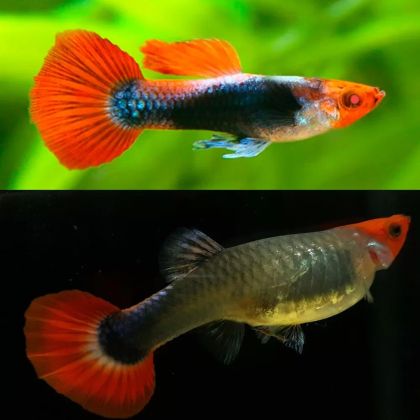 POECILIA RETICULATA TUXEDO KOI – ТУКСЕДО КОИ ГУПА / 3см