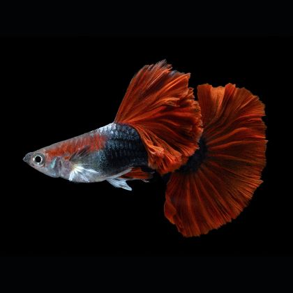 POECILIA RETICULATA HALF BLACK RED – ХАЛФ БЛЕК РЕД ГУПА / 3-3,5 см