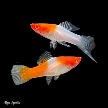 XIPHOPHORUS HELLERII KOHAKU – КОХАКУ ХЕЛЕР / 3-4 см