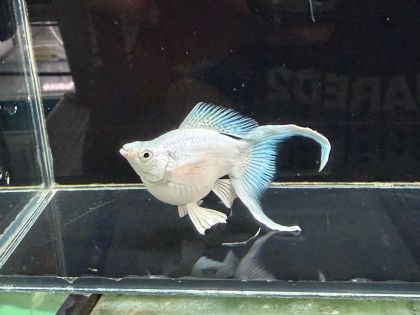 POECILIA SPHENOPS BALLOON PLATINUM LYRETAIL – ПЛАТИНЕНА БАЛОННА ЛИРООПАШАТА МОЛИНЕЗИЯ / 4-5 см