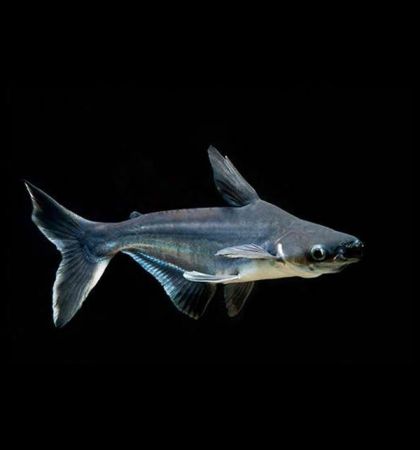 Pangasius sutchi - Акула Пангас / 5-6 см