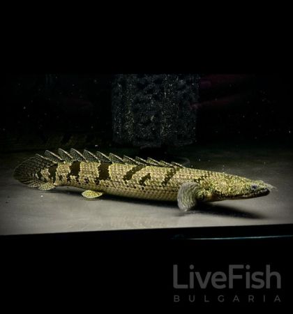 POLYPTERUS DELHEZI – ДЕЛХЕЗИ ПОЛИПТЕРУС / 8-10 см