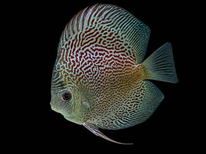Discus Leopard Snakeskin (Symphysodon spp.) с червени леопардови петна и син тюркоазен рисунък