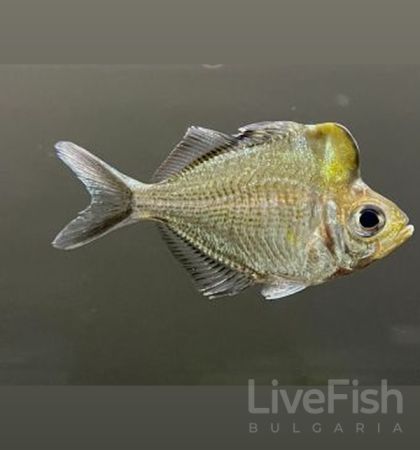 Parambassis pulcinella – Big Head Glassfish (Гърбеста стъклена риба) / 6-7 см
