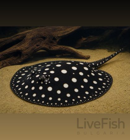 POTAMOTRYGON LEOPOLDI – ЧЕРЕН СЛАДКОВОДЕН СКАТ ЛЕОПОЛДИ / 20-25 см