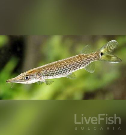 CTENOLUCIUS HUJETA – Hujeta Gar – Сладководна баракуда Хухета / 7-8 смж