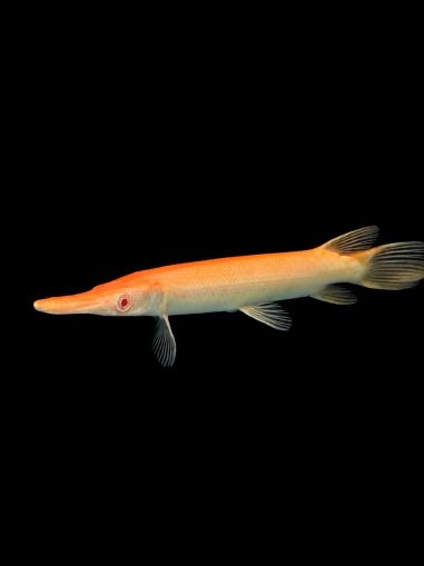 ATRACTOSTEUS SPATULA ALBINO – АЛБИНОСЕН АЛИГАТОРОВ ГАР / 30-35 см