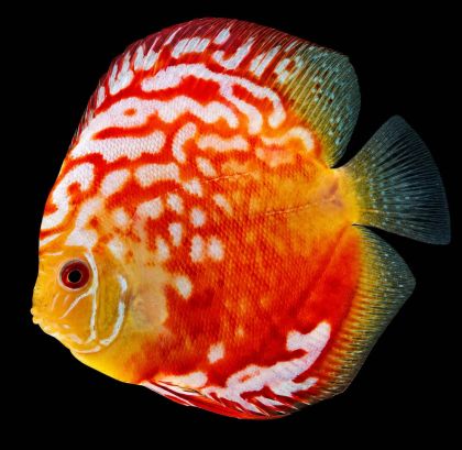 SYMPHYSODON SP. RED MARLBORO – ДИСКУС RED MARLBORO / 10-12 см