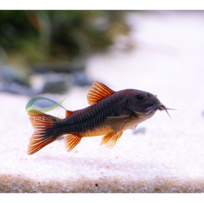 Corydoras Venezuela Black – черен селекционен коридорас с тъмно тяло и червеникави перки