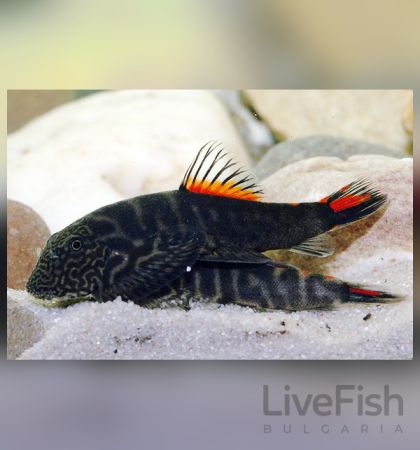 GASTROMYZON SP. “BLOODY MARY” – ЧЕРВЕН БОРНЕЙСКИ СМУКАЧ / 3-4 см