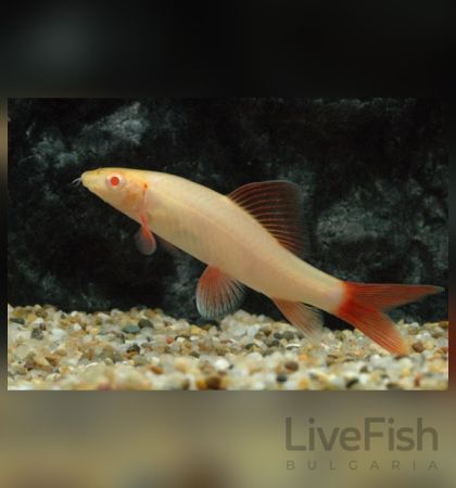 Labeo Frenatus Albino - Лабео френатус албино / 5-6 см.