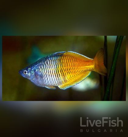 MELANOTAENIA BOESEMANI – МЕЛАНОТЕНИЯ БОЕСМАНИ / 3-4 см