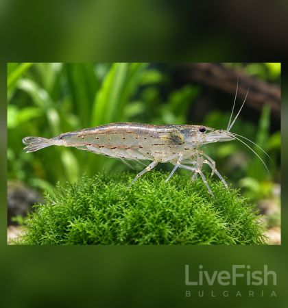 CARIDINA AMANO –  АМАНО СКАРИДА