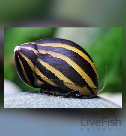 VITTINA TURRITA (NERITINA TURRITA) – ЗЕБРОВ ОХЛЮВ НЕРИТИНА / 2см