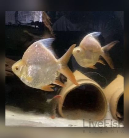 TINFOIL BARB (SHORT BODY) – КЪСОТЕЛЕСЕН ТИНФОЙЛ БАРБУС (Barbonymus schwanenfeldii) / 12-15 см