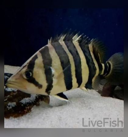 Datnioides microlepis – Индонезийски тигров костур  / 4-5 см