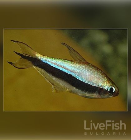 Nematobrycon palmeri – Императорска тетра с металически синьо-виолетова окраска