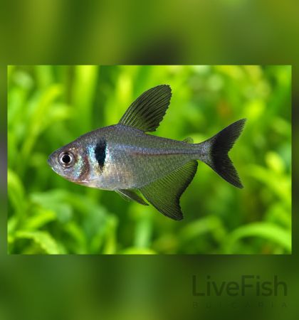 Hyphessobrycon megalopterus – Черна фантомна тетра / 3 см