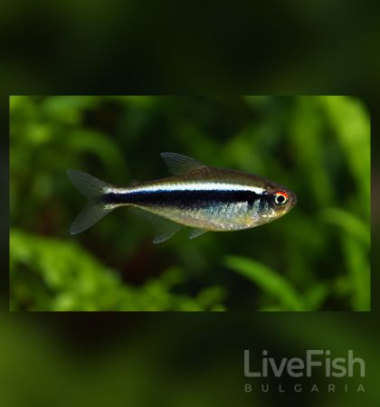 Hyphessobrycon herbertaxelrodi - Черен неон / 2,5 см