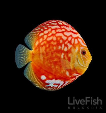 Discus Red Rafflesia (Symphysodon spp.) с наситено червено тяло и контрастни светли шарки