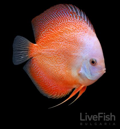 Discus Snow Leopard (Symphysodon sp.) – бял селекционен дискус с червена леопардова шарка