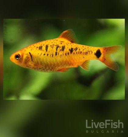 Barbodes semifasciolatus - Барбус шуберти