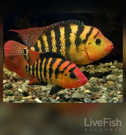 Cichlasoma festae – Red Terror Cichlid – Цихлида Червен терор / 3-4 см