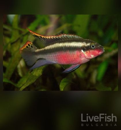 PELVICACHROMIS PULCHER – KRIBENSIS / КРИБЕНЗИС / 3-4 см