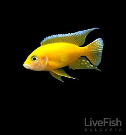 AULONOCARA GOLDEN PEACOCK – Златена Аулонокара / 7-8 см
