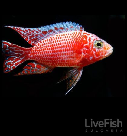 AULONOCARA STRAWBERRY PEACOCK (RED) – Червен ягодов паун / 8-10 см