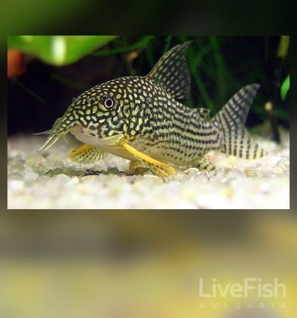Corydoras sterbai - Коридорас Щерба / 3 см
