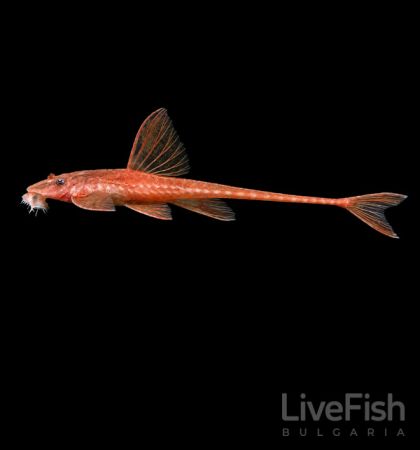LORICARIA SIMILLIMA RED – Red Marbled Whiptail Catfish – Червена мраморна лорикария / 4 см