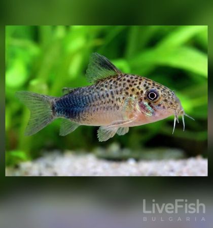 Corydoras similis - Коридорас Симилис / 4-5 см