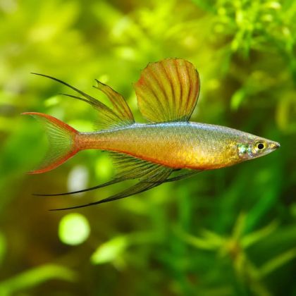 IRIATHERINA WERNERI – ИРИАТЕРИНА ВЕРНЕРИ / 2.5 см