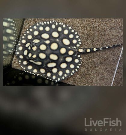 SUPER WHITE STINGRAY – СУПЕР УАЙТ СЛАДКОВОДЕН СКАТ (Potamotrygon sp.) / 20-25 см
