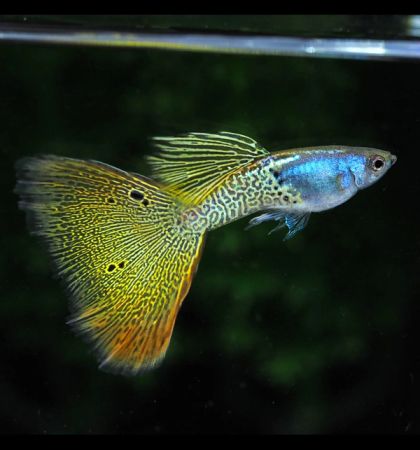 Metal Yellow Lace Guppy (Poecilia reticulata) – металик жълта гупа с фина дантелена шарка